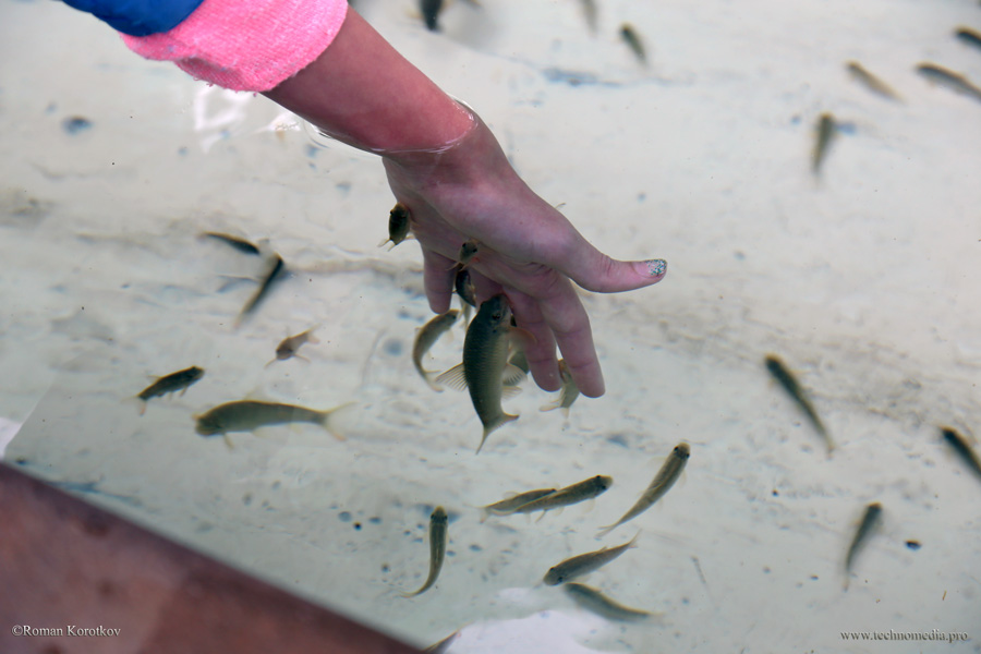 Парк океанариум Sea World Сан-Диего, рыбки Гарра руфа объедают кожу рук